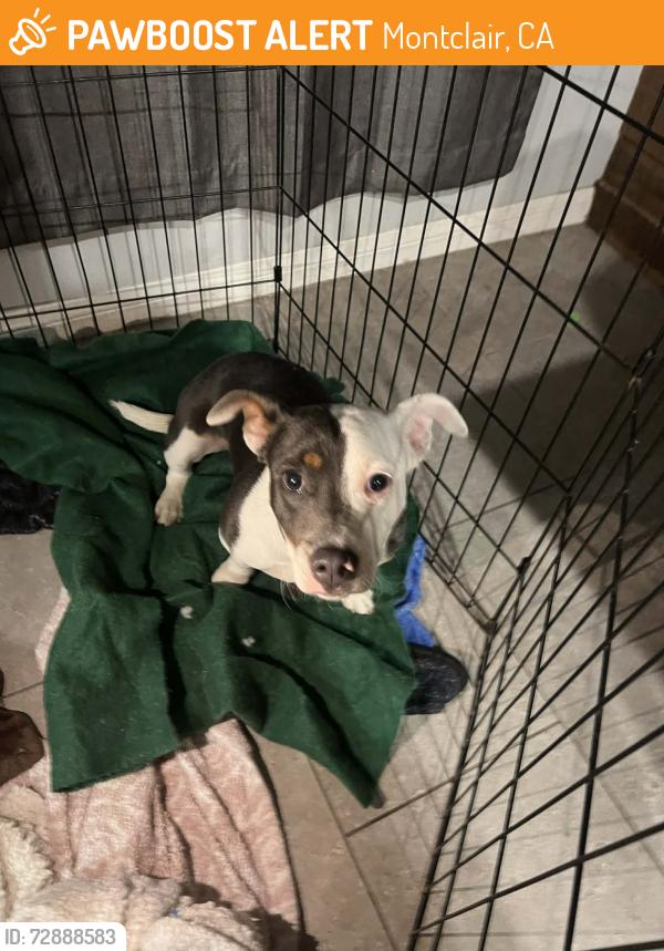 Found/Stray Female Dog last seen N Benson & San Bernardino Buena Vista Arts school / MONTCLAIR CA, Montclair, CA 91763