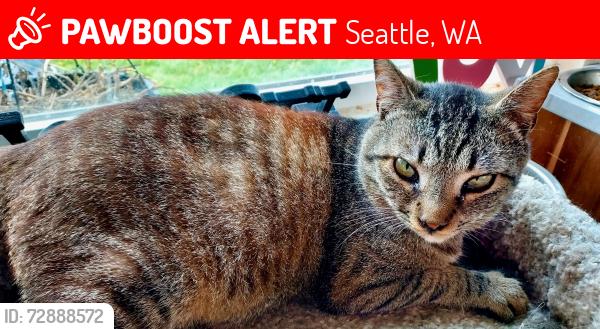 Lost Male Cat last seen SW 112th Street and 1st Avenue SW, by Garden Pointe apmts. , Seattle, WA 98146