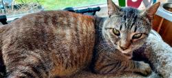 Lost Male Cat last seen SW 112th Street and 1st Avenue SW, by Garden Pointe apmts. , Seattle, WA 98146