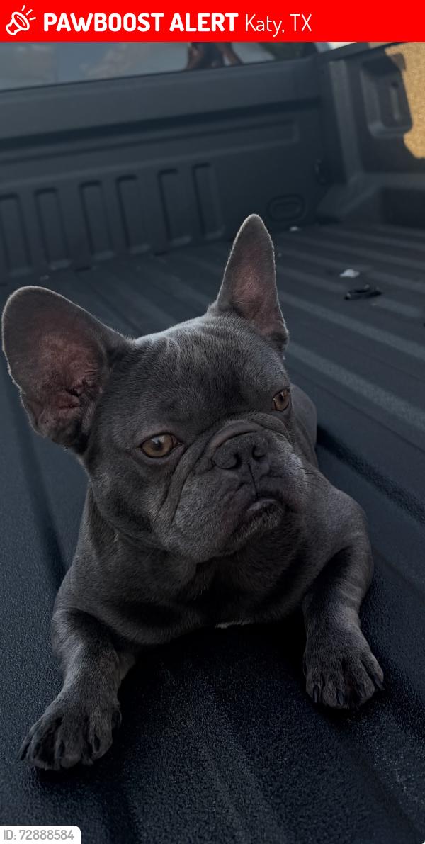 Lost Male Dog last seen Galiani Dr, Katy, TX 77493