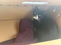 Reunited Male Cat last seen Near barak st, parkville, Parkville, VIC 3052