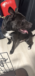 Found/Stray Male Dog last seen Near NW  164 terrace , Opa-locka, FL 33054