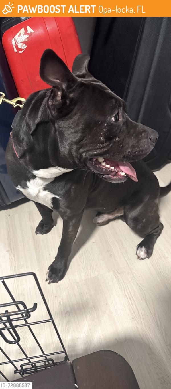 Found/Stray Male Dog last seen Near NW  164 terrace , Opa-locka, FL 33054