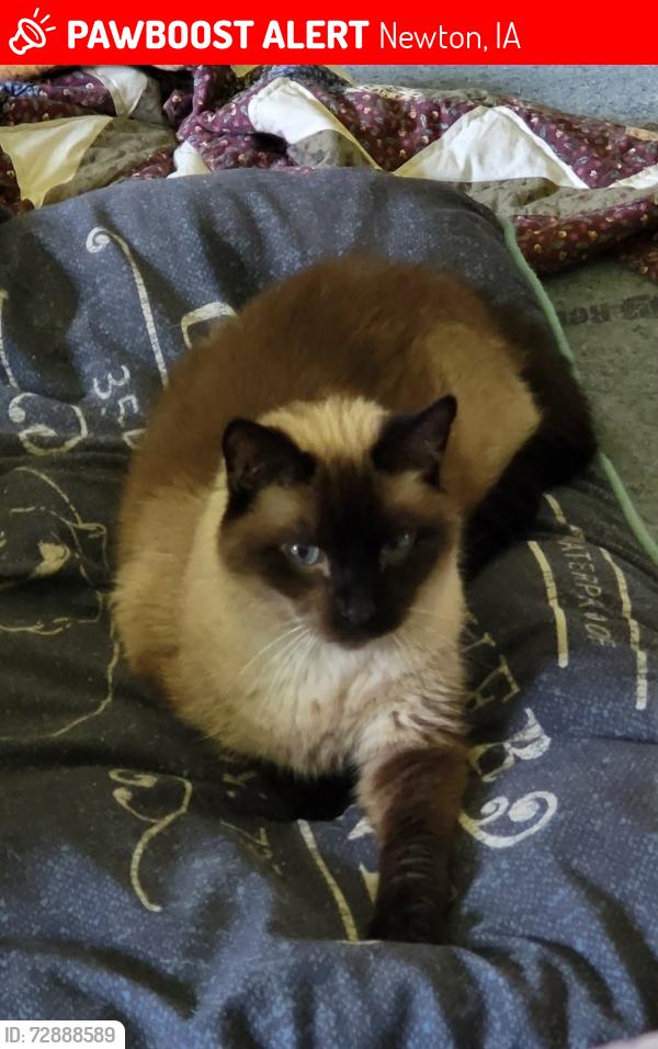 Lost Male Cat last seen E 12th St N, Newton, IA 50208