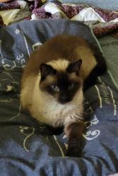 Lost Male Cat last seen E 12th St N, Newton, IA 50208