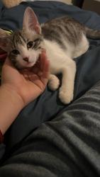 Lost Female Cat last seen Cerca del apartamento 29 siempre sale a jugar afuera pero no volvió , Tulsa, OK 74129