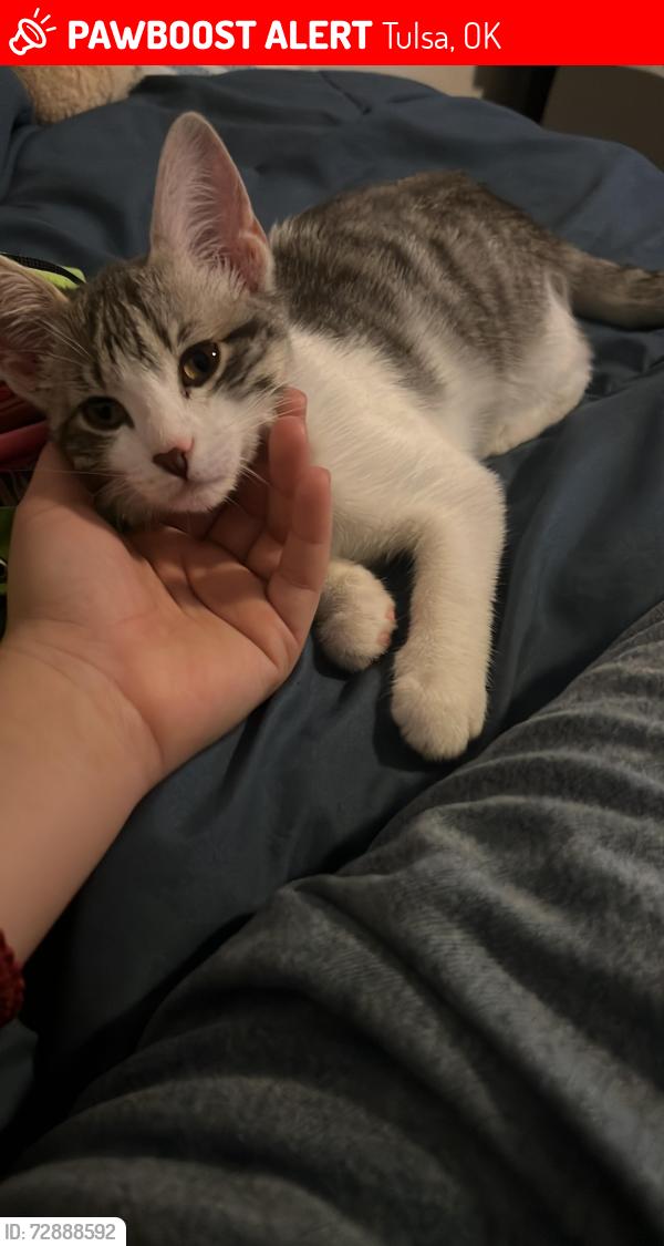 Lost Female Cat last seen Cerca del apartamento 29 siempre sale a jugar afuera pero no volvió , Tulsa, OK 74129