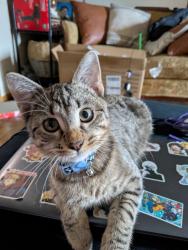 Lost Male Cat last seen Parallel Pkwy Kansas City KS , Kansas City, KS 66112