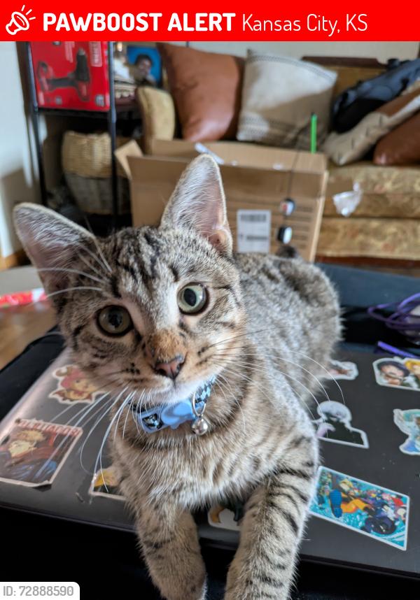Lost Male Cat last seen Parallel Pkwy Kansas City KS , Kansas City, KS 66112