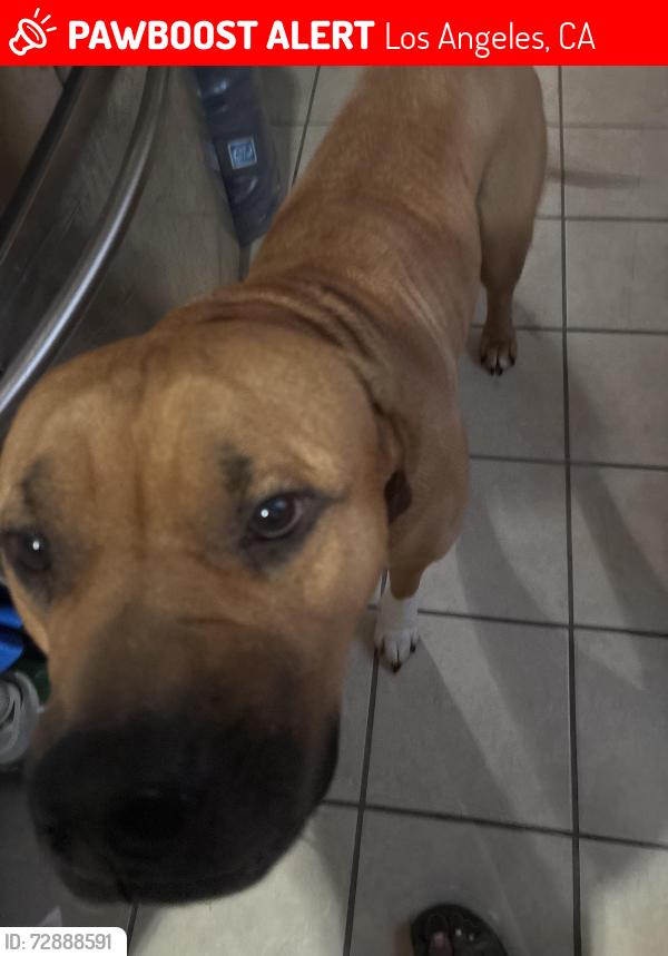 Lost Male Dog last seen Near e 92nd st, Los Angeles, CA 90002