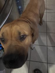 Lost Male Dog last seen Near e 92nd st, Los Angeles, CA 90002