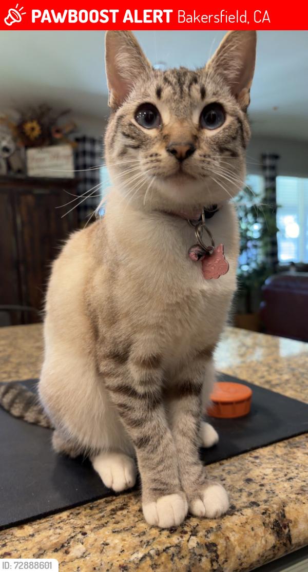 Lost Female Cat last seen Near Heath and Hageman , Bakersfield, CA 93314
