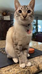 Lost Female Cat last seen Near Heath and Hageman , Bakersfield, CA 93314