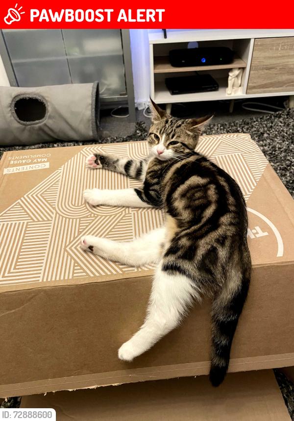 Lost Male Cat last seen Next to Orwell Park, Nacton, England IP10 0JX