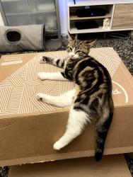 Lost Male Cat last seen Next to Orwell Park, Nacton, England IP10 0JX