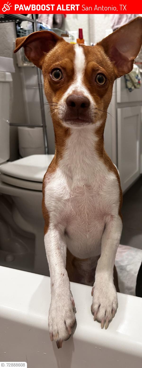 Lost Male Dog last seen Diamond valley onyx valley, San Antonio, TX 78242