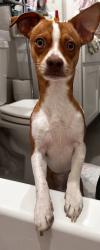 Lost Male Dog last seen Diamond valley onyx valley, San Antonio, TX 78242