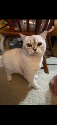 Lost Female Cat last seen Near fremont lane , Plano, TX 75093