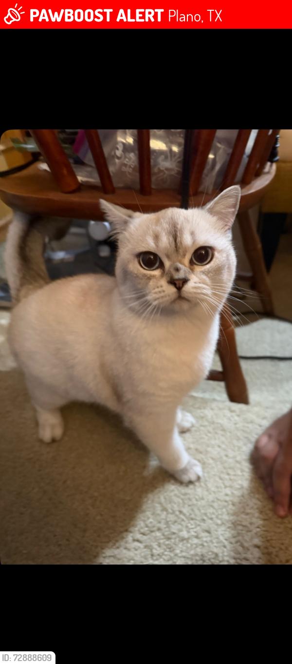 Lost Female Cat last seen Near fremont lane , Plano, TX 75093