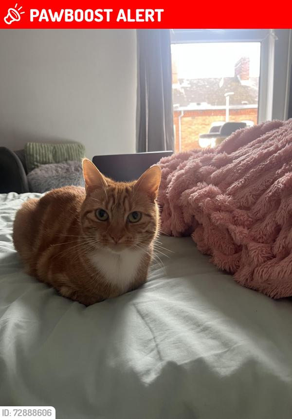 Lost Female Cat last seen Rutland Street, Belfast, Uk, Belfast, Northern Ireland BT7
