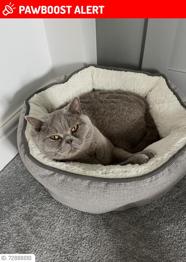 Lost Male Cat last seen Wike lane , West Yorkshire, England LS17