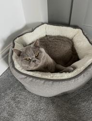 Lost Male Cat last seen Wike lane , West Yorkshire, England LS17