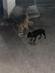 Found/Stray Male Dog last seen Near e Robert st, Fort Worth, TX 76104