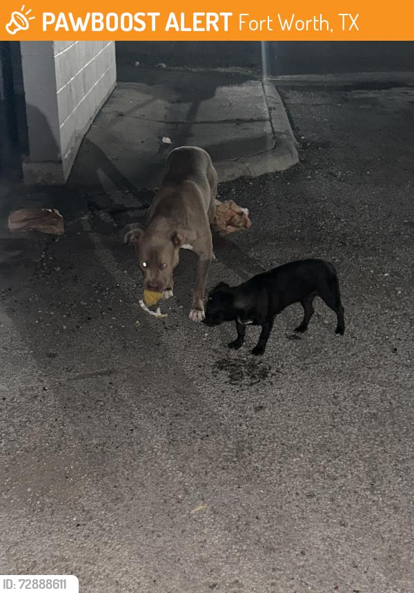 Found/Stray Male Dog last seen Near e Robert st, Fort Worth, TX 76104
