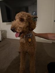 Found/Stray Female Dog last seen Wind Wolfs Ln, Bakersfield, CA 93313
