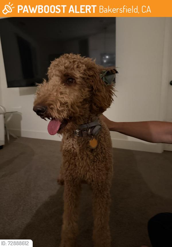 Found/Stray Female Dog last seen Wind Wolfs Ln, Bakersfield, CA 93313