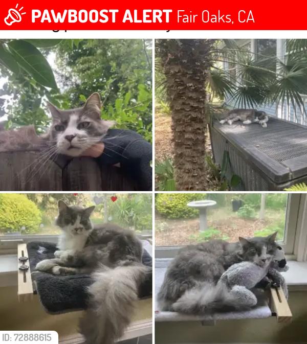 Lost Male Cat last seen San Juan ave and bannister , Fair Oaks, CA 95628