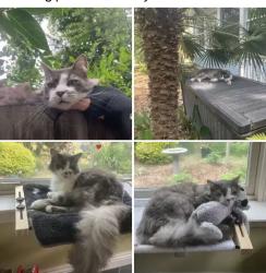 Lost Male Cat last seen San Juan ave and bannister , Fair Oaks, CA 95628