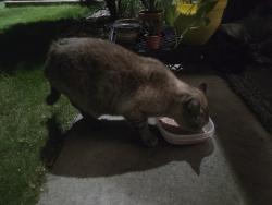 Found/Stray Unknown Cat last seen Eastgate apmts, Oakdale, MN 55128