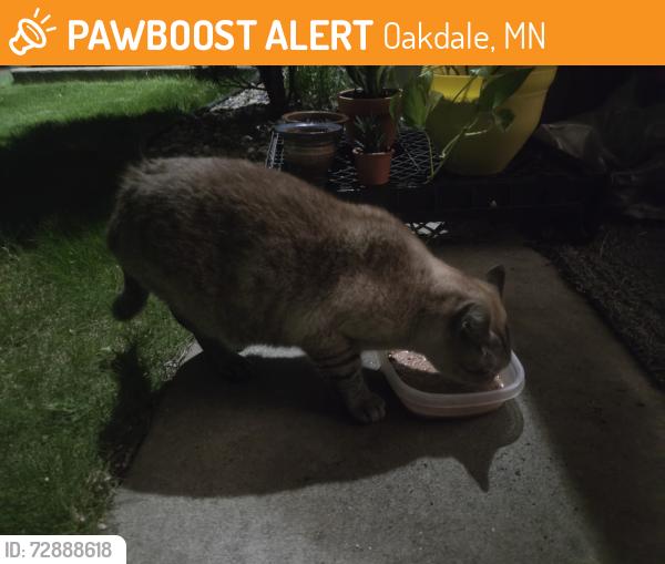 Found/Stray Unknown Cat last seen Eastgate apmts, Oakdale, MN 55128