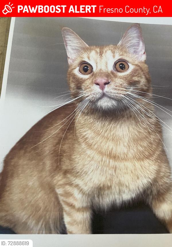 Lost Male Cat last seen Kingsburg near Bethel between Magnolia Ave and Sierra St., Fresno County, CA 93631