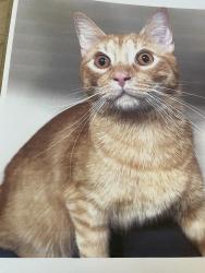 Lost Male Cat last seen Kingsburg near Bethel between Magnolia Ave and Sierra St., Fresno County, CA 93631