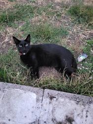 Lost Male Cat last seen Slodown Ct, Novato, CA 94947