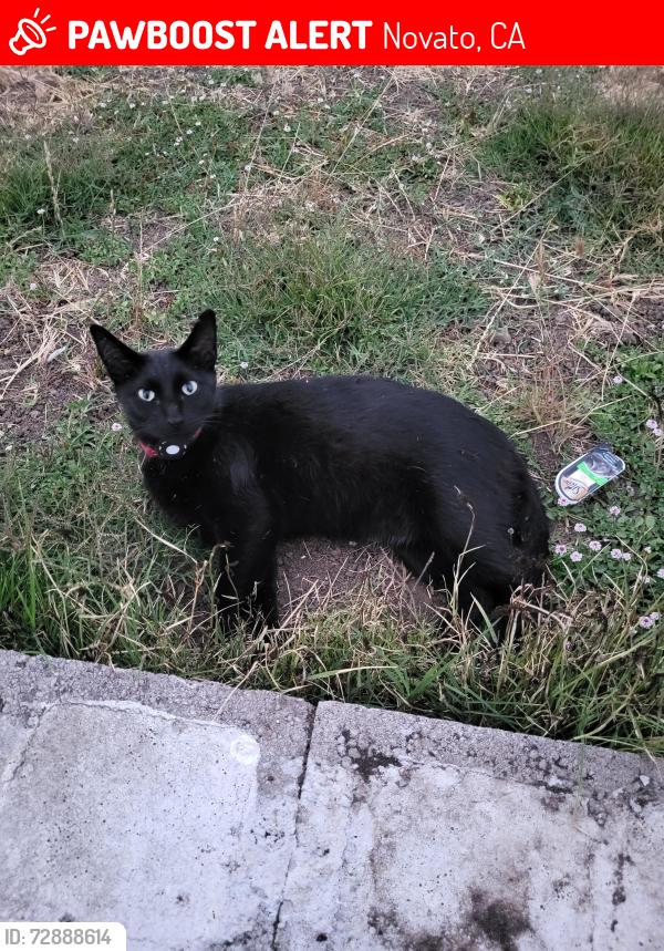 Lost Male Cat last seen Slodown Ct, Novato, CA 94947