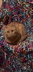 Lost Female Cat last seen Oak Creek Dr, Vista Camino, Lakeside Ave, Lakeside, CA 92040