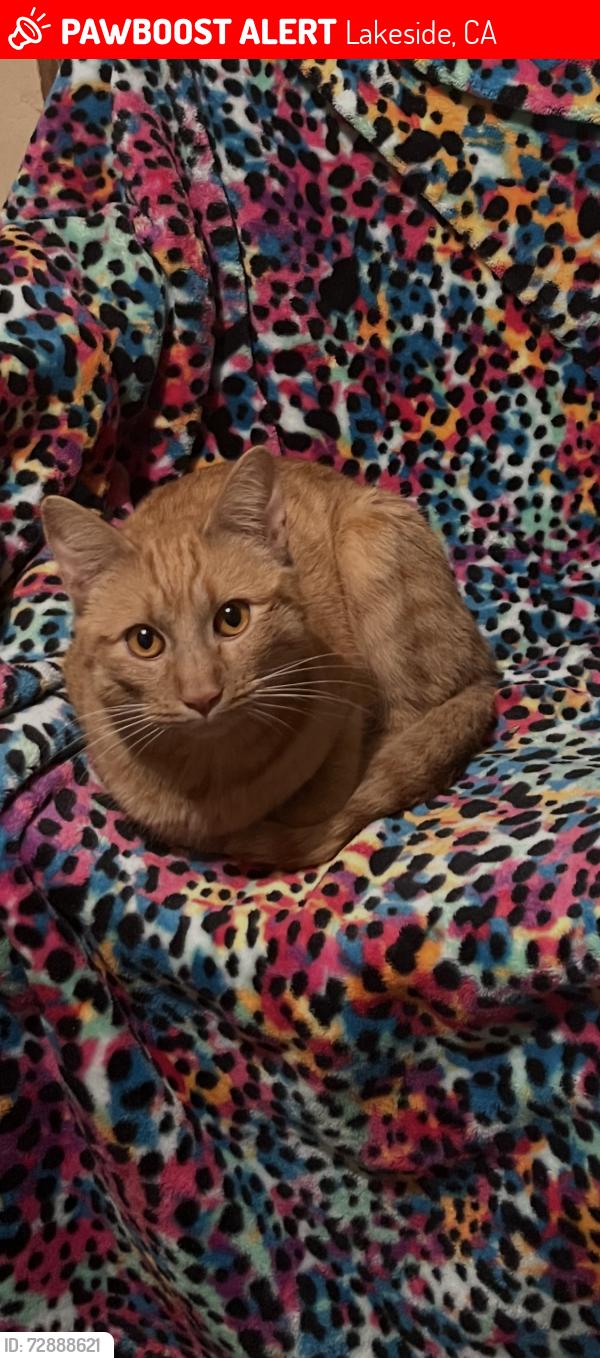 Lost Female Cat last seen Oak Creek Dr, Vista Camino, Lakeside Ave, Lakeside, CA 92040