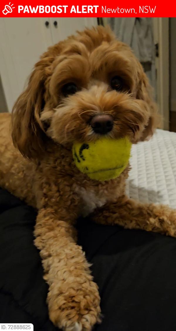 Lost Female Dog last seen king street, Newtown, NSW 2042