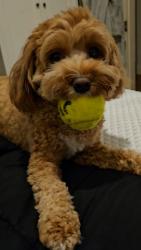 Lost Female Dog last seen king street, Newtown, NSW 2042