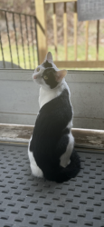 Reunited Male Cat last seen Marley Place/Wolcott Street, Waterbury, CT 06705