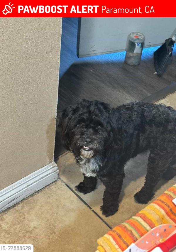 Lost Male Dog last seen Circle K near address , Paramount, CA 90723