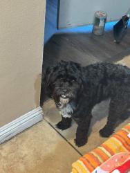 Lost Male Dog last seen Circle K near address , Paramount, CA 90723
