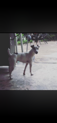 Lost Male Dog last seen Garey, towne , and foothill are the major streets , Pomona, CA 91767