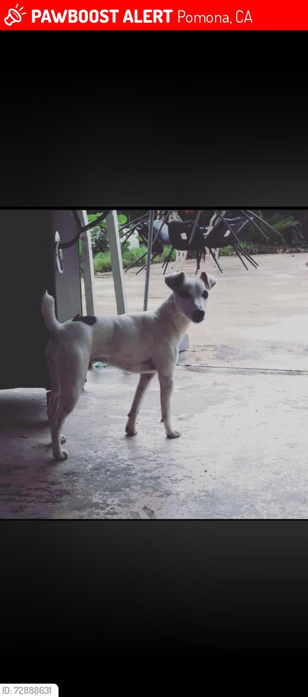 Lost Male Dog last seen Garey, towne , and foothill are the major streets , Pomona, CA 91767