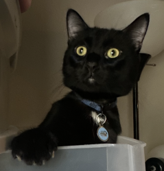 Lost Male Cat last seen Oklahoma City community college , Oklahoma City, OK 73159