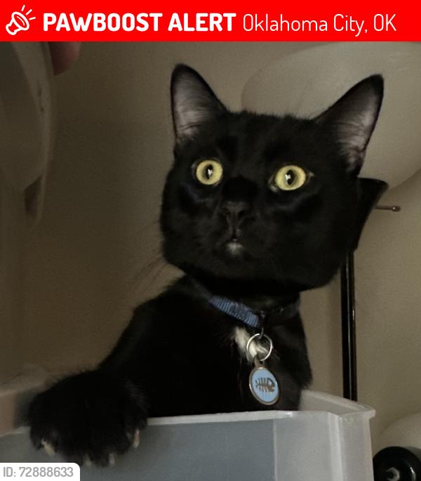 Lost Male Cat last seen Oklahoma City community college , Oklahoma City, OK 73159