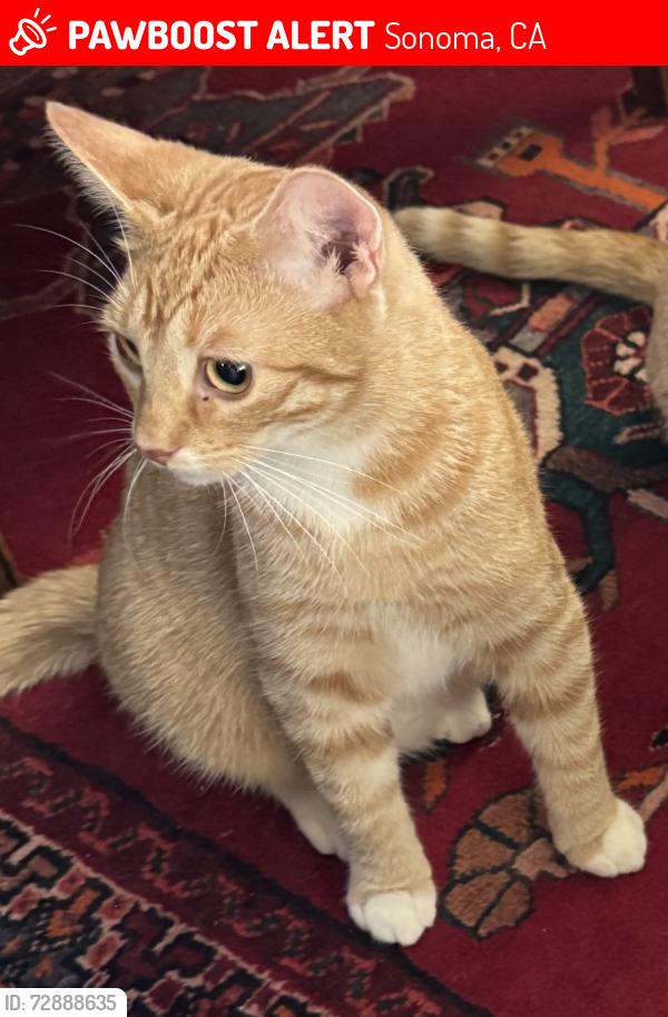 Lost Male Cat last seen Maxwell Park , Sonoma, CA 95476